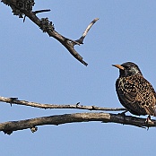 Common Starling  "Sturnus vulgaris"